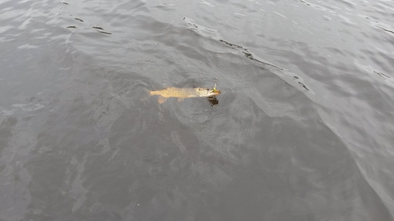 Gädda Kroksjö Tranemo